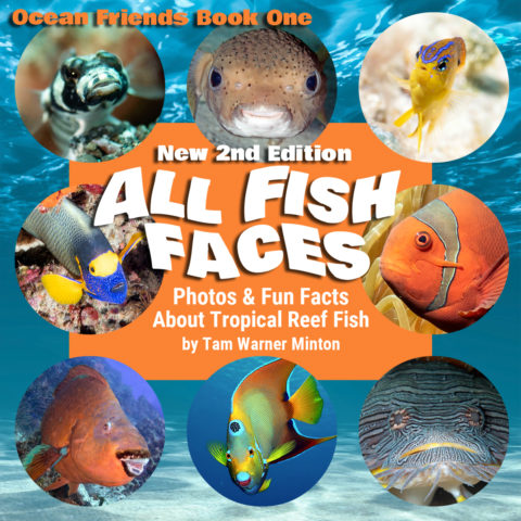 2nd edition of all fish faces, all fish faces, new 2nd edition, new 2nd edition all fish faces