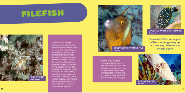 2nd edition of all fish faces, all fish faces, new 2nd edition, new 2nd edition all fish faces