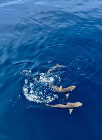 ocean friends, ocean, world oceans day, underwater wednesday, all fish faces