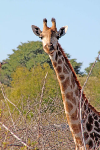 world giraffe day, giraffes, happy world giraffe day