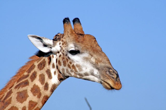 world giraffe day, giraffes, happy world giraffe day