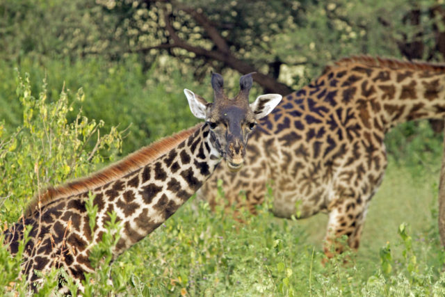 world giraffe day, giraffes, happy world giraffe day