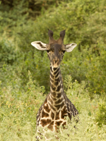 world giraffe day, giraffes, happy world giraffe day