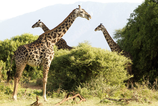 world giraffe day, giraffes, happy world giraffe day