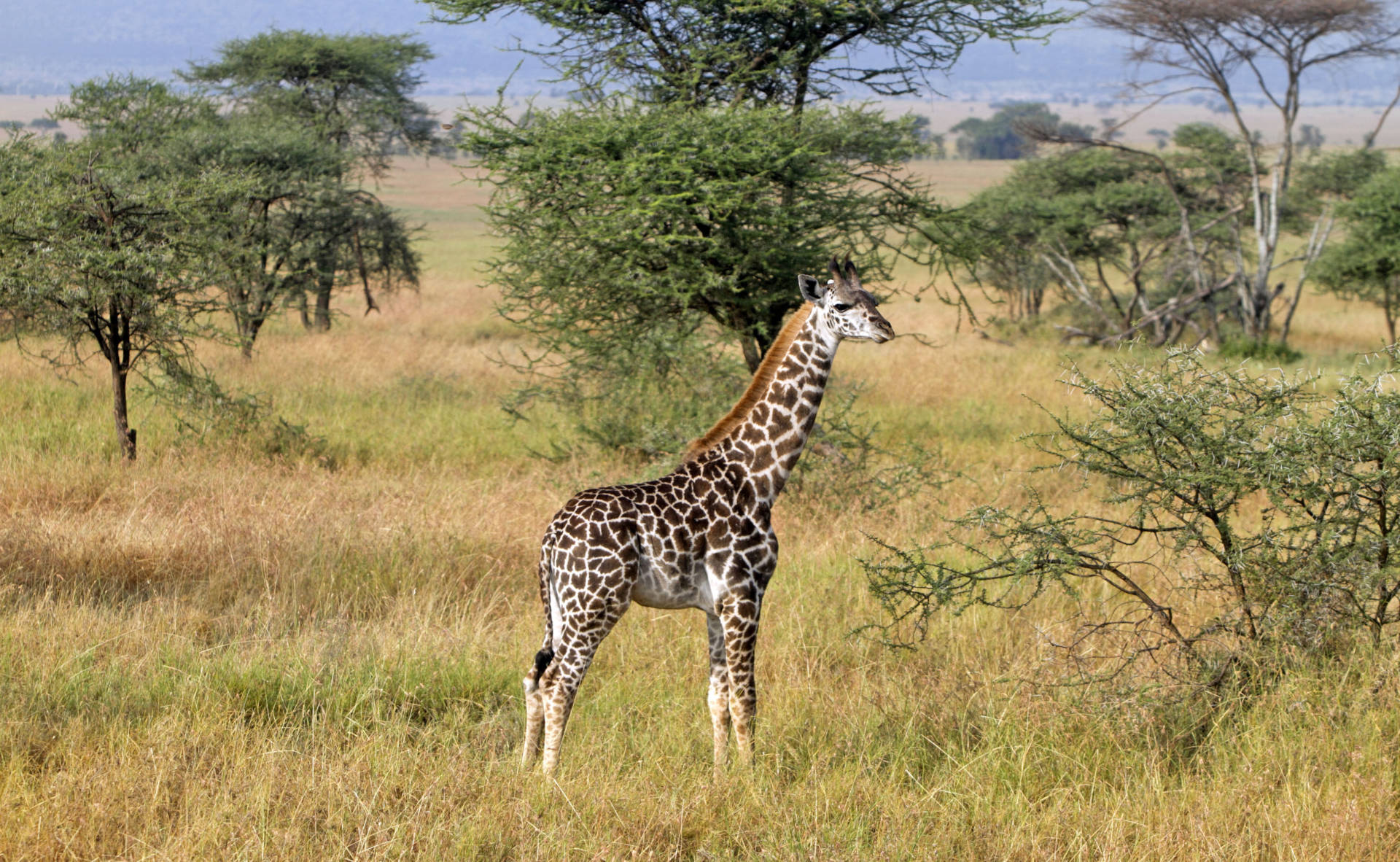 HAPPY WORLD GIRAFFE DAY | TRAVELS WITH TAM