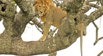 World Lion Day 2020 is the Day to Give!