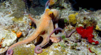 Have you watched My Octopus Teacher? Meet my Favorite Octopi!
