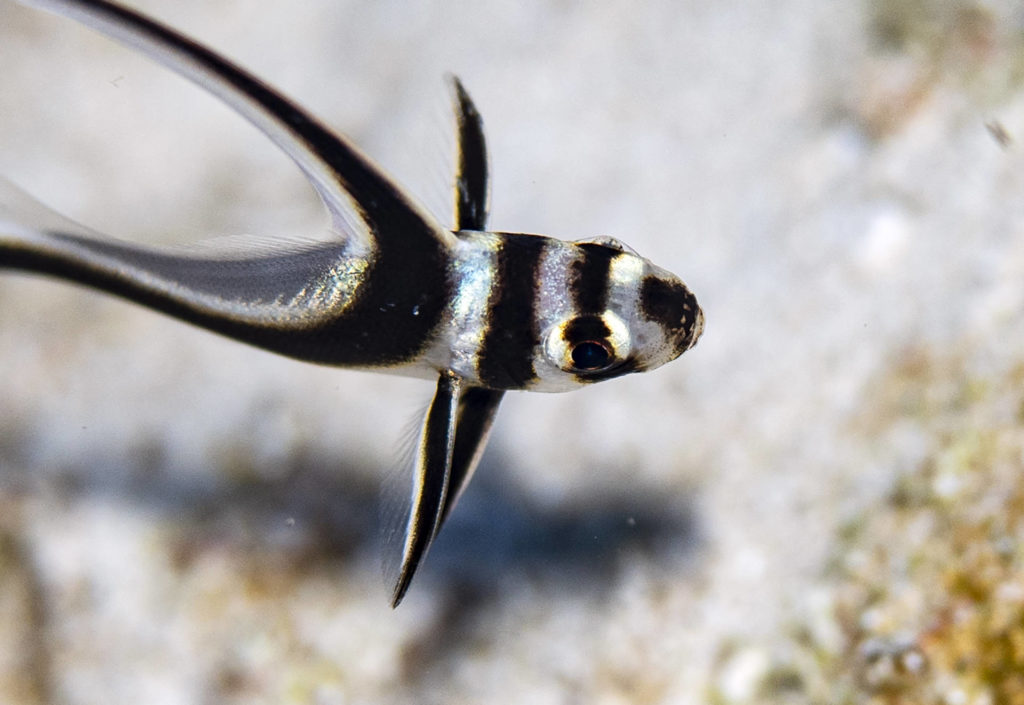 Scufundări fantastice în CozumelScufundări fantastice în Cozumel  