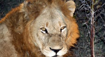 Give So Generously for World Lion Day 2021, August 10!