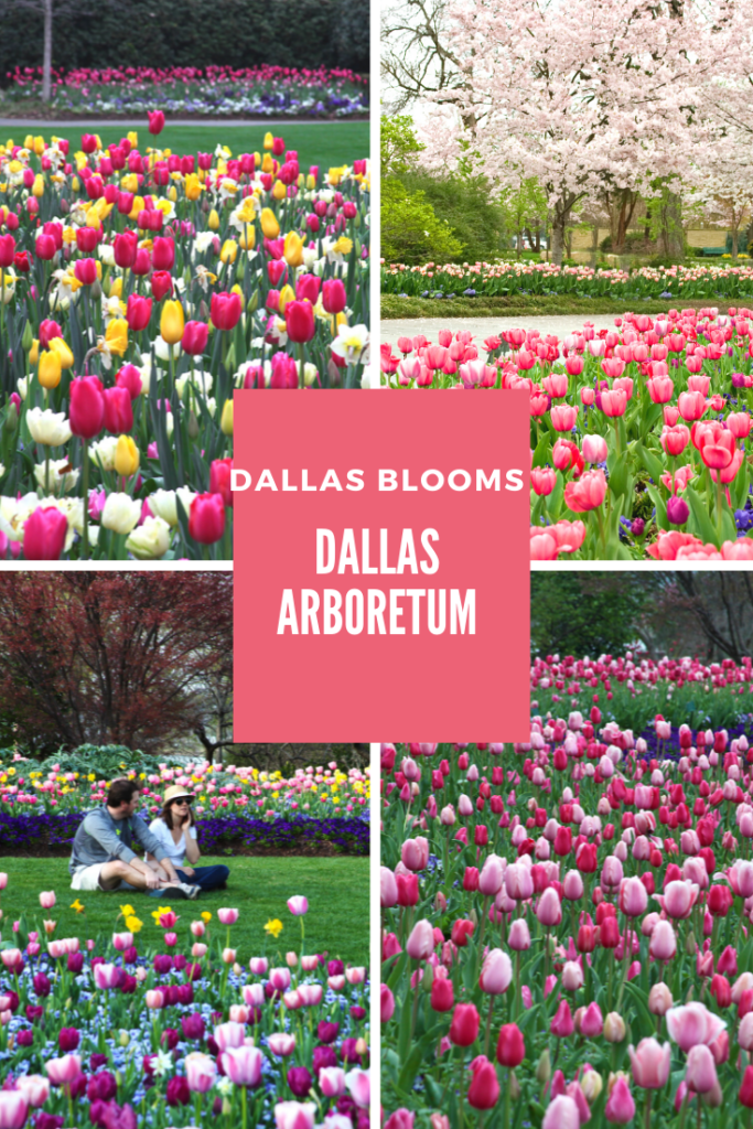 Dallas Arboretum's Dallas Blooms Display begins in February! TRAVELS WITH TAM