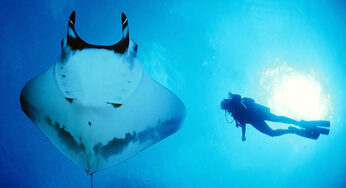After returning from a Trip to the Socorro Islands, I Learned Scary News about our Conservation Superhero Dr. Andrea Marshall, Queen of Mantas